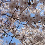 ささら - 形原 春日山の桜