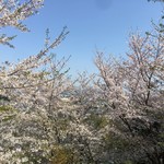 ささら - 形原 春日山の桜