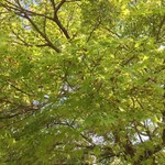 ささら - もみじの新緑