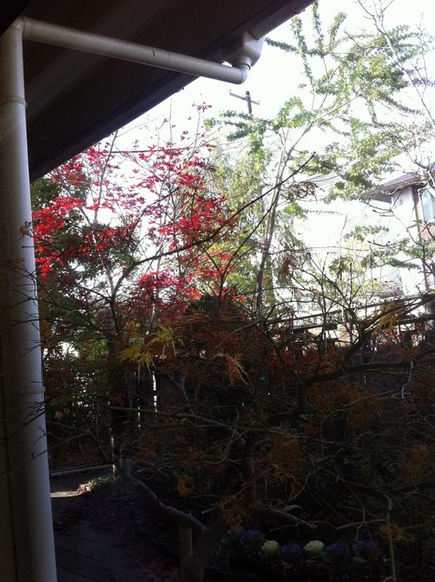 鰻鯉乃館 加茂店 - 泉中央（うなぎ）の写真