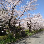 寅の子 - 虎の子さんの前の桜