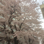 うまいものあり孝太郎 炭火焼 - 青葉区宮町にある小学校の桜が満開(^^)