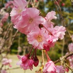 前田珈琲 - 枝垂れ桜