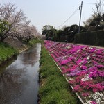 石田牧場のジェラート屋 めぐり - 渋田川の芝桜