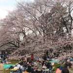 ラトリエ ドゥ プレジール - 砧公園の桜①