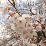 ラトリエ ドゥ プレジール - 砧公園の桜③