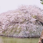 Ramenchikinyarou - 彦根城の桜