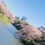 ファクトリー - 千鳥ヶ淵の桜^_^
            今年はまだまだ残っていました