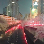 アトリエ トラスパレンテ - 目黒川の桜を見ながら帰宅