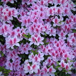 錦家 - 駅前つつじが綺麗（＾＾）♪