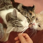 猫カフェアミパ - アイスの効果はてきめんミャ　トロ・ゆず・なっちゃん「おいしいニャ〜」
