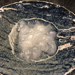 目黒 すし太一 - 