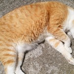 島やさい食堂 てぃーあんだ - 