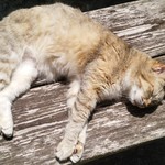 島やさい食堂 てぃーあんだ - 