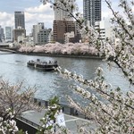 アッラゴッチャ - 近くの淀川には観光船が綺麗な桜並木の中を。