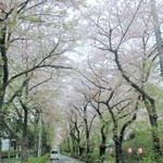 ラーメン二郎 - 近くの桜並木