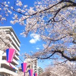 一幸庵 - 播磨坂の桜満開〜〜