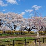 菓匠三全 - 大河原の桜