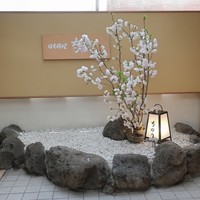 日本料理 寺田 - エントランスで満開の八重桜