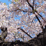 麺屋 歩夢 - 歩道橋交差点の桜