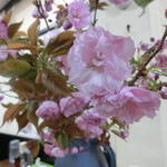 中華そば 紅蘭 - 