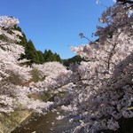 鳥そば 真屋 - 満開桜