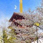 浅草 いづ美 - 少しずつ晴れ間が出てきました。
            浅草寺五重塔と桜