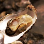 かきの山 - 料理写真: