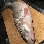 ろっかん - 琵琶湖のニゴイ