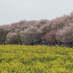 かつ太郎 - 権現堂の桜と菜の花