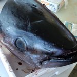 竹原 - マグロの頭
