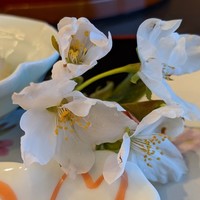 あわみ - 先付