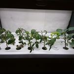 ステーキ・洋食のTANTO屋 - 店内のグリーンファーム（トマト）2019.3