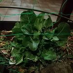 ステーキ・洋食のTANTO屋 - スティックブロッコリーの苗　2019.3