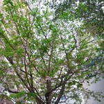 中島町倶楽部 - 