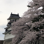 Takadaya - 富山城の桜
