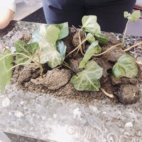 クイントカント - 