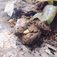 クイントカント - 