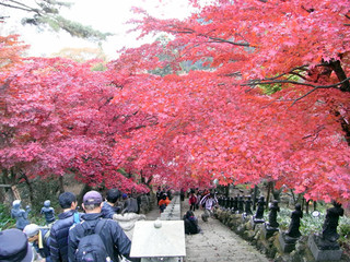 Teuchi Soba Koedo - 大山寺の紅葉です