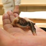 鮨 なんば - トリガイ