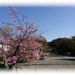 お料理 とみやま - 鶴岡八幡宮の風景　2019.3