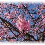 お料理 とみやま - 鶴岡八幡宮の風景　2019.3