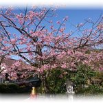 お料理 とみやま - 鶴岡八幡宮の風景　2019.3