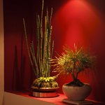 九月堂 - ミニ盆栽やこけ玉がお出迎え