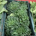 ショクヤボ農園 - 