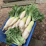 ショクヤボ農園 - 