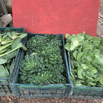 ショクヤボ農園 - 