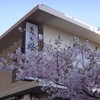 長命寺 桜もち