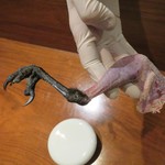 オルタナティブ - キャー！