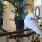 the lounge - たまにロビーにオウムがいます
